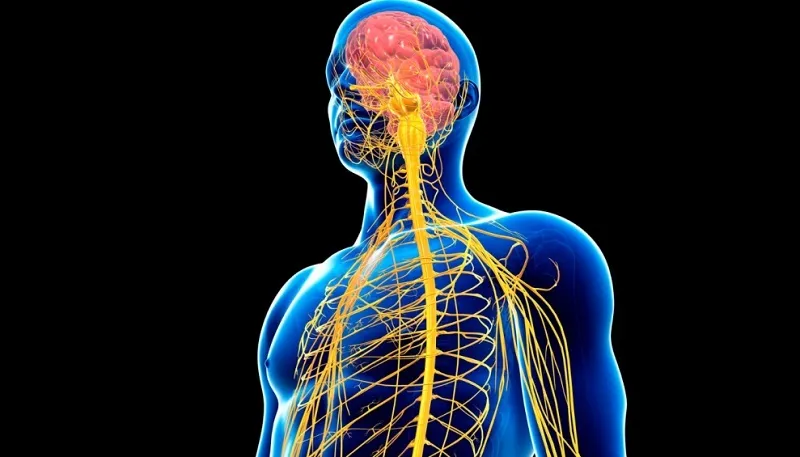 Mục đích nên áp dụng thực đơn keto cho người mới bắt đầu