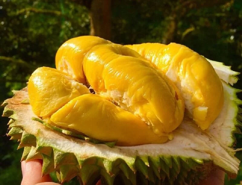Sầu riêng có nhiều calo